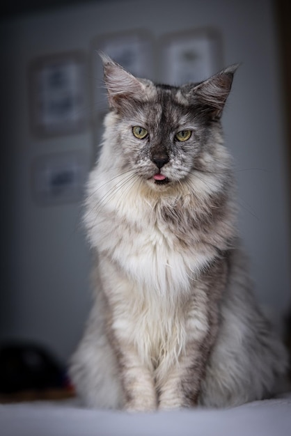 Foto nahaufnahme einer katze, die zu hause sitzt