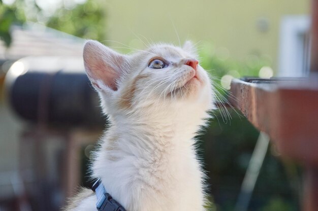 Foto nahaufnahme einer katze im freien