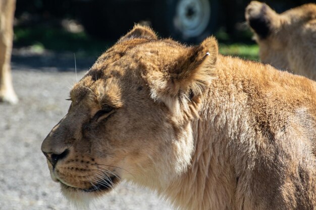 Foto nahaufnahme einer katze im zoo