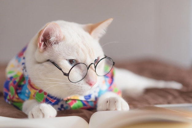 Nahaufnahme einer Katze mit Brille, die sich zu Hause ausruht