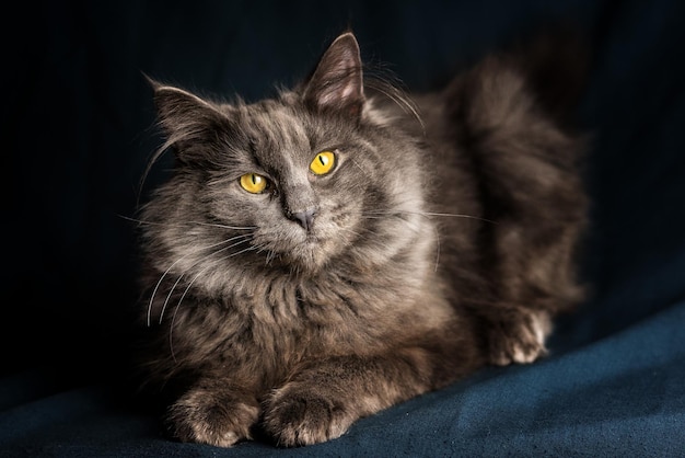 Nahaufnahme einer Katze mit gelben Augen, die auf einem Stoff sitzt