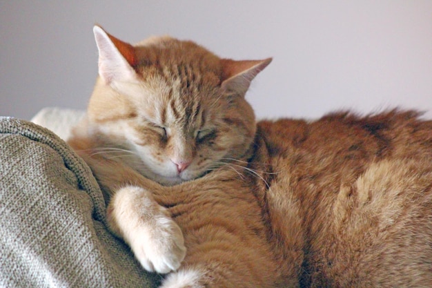 Nahaufnahme einer Katze mit geschlossenen Augen