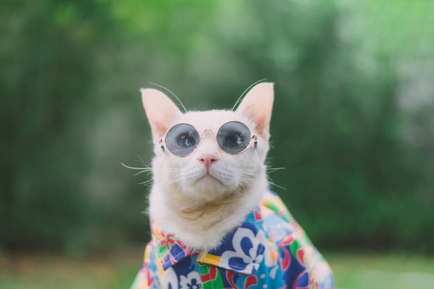 Nahaufnahme einer Katze mit Sonnenbrille