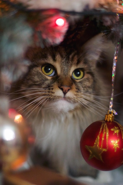 Nahaufnahme einer Katze mit Weihnachtsschmuck