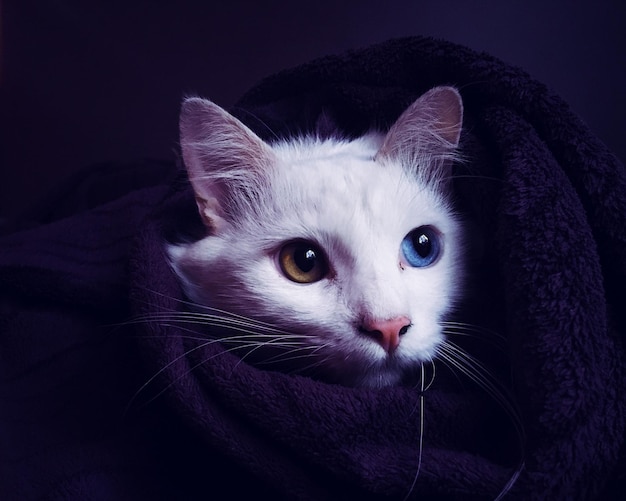 Nahaufnahme einer Katze mit zwei unterschiedlich farbigen Augen