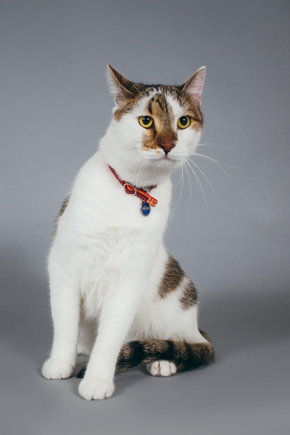 Nahaufnahme einer Katze vor grauem Hintergrund