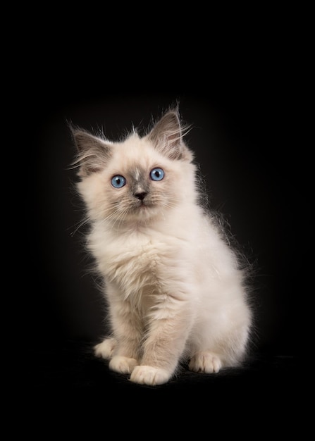 Nahaufnahme einer Katze vor schwarzem Hintergrund
