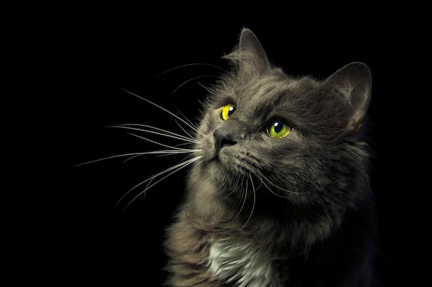 Nahaufnahme einer Katze vor schwarzem Hintergrund