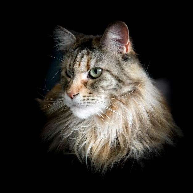 Nahaufnahme einer Katze vor schwarzem Hintergrund