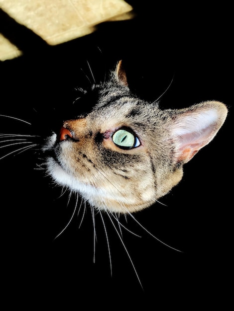 Foto nahaufnahme einer katze vor schwarzem hintergrund