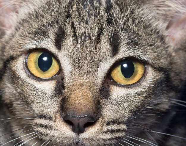 Foto nahaufnahme einer katze vor schwarzem hintergrund