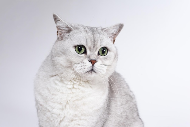Nahaufnahme einer Katze vor weißem Hintergrund