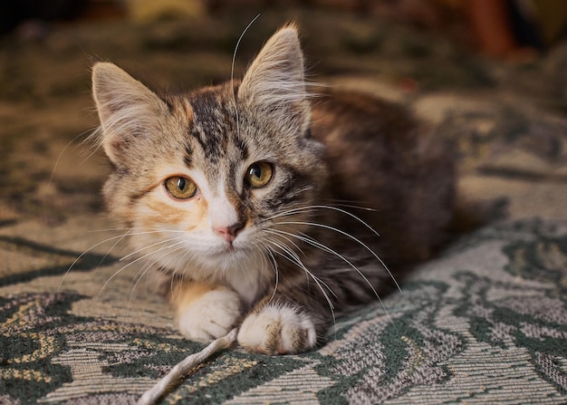 Nahaufnahme einer Katze zu Hause