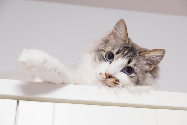 Nahaufnahme einer Katze zu Hause