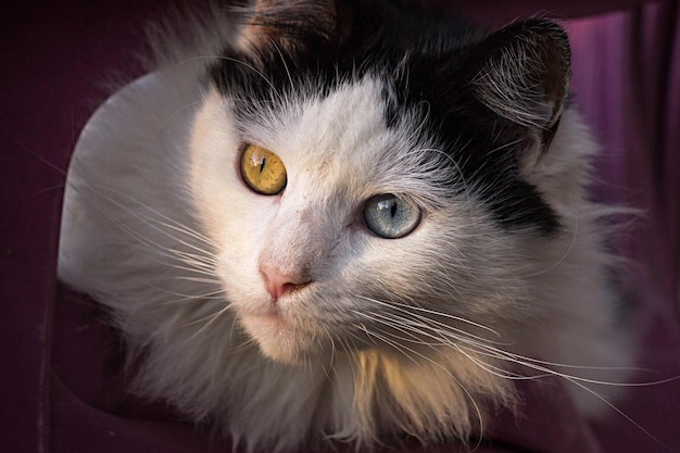 Nahaufnahme einer Katze zu Hause