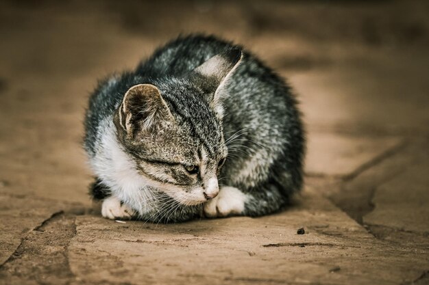 Foto nahaufnahme einer katze