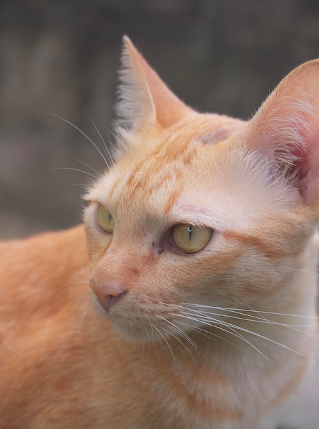 Nahaufnahme einer Katze