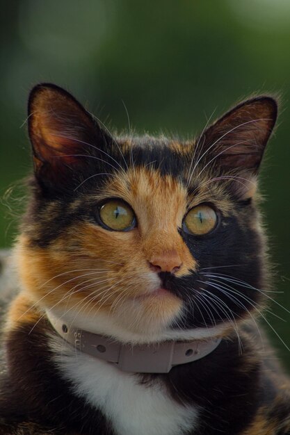 Foto nahaufnahme einer katze