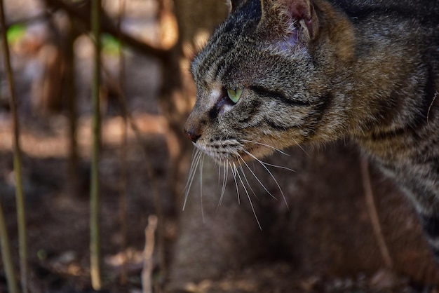 Nahaufnahme einer Katze