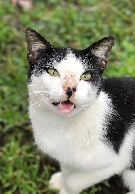 Foto nahaufnahme einer katze