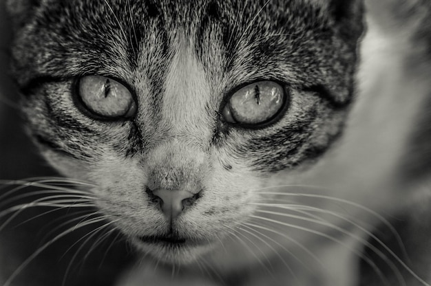 Nahaufnahme einer Katze