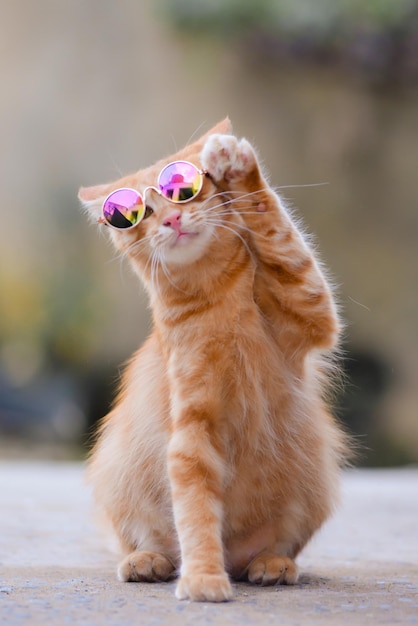 Nahaufnahme einer Katze