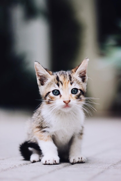 Nahaufnahme einer Katze