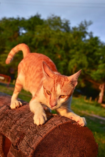 Foto nahaufnahme einer katze