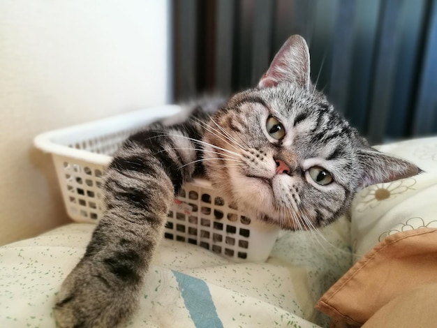 Nahaufnahme einer Katze