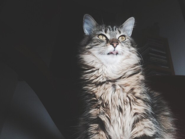 Nahaufnahme einer Katze