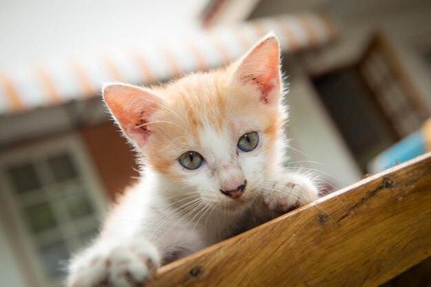 Nahaufnahme einer Katze