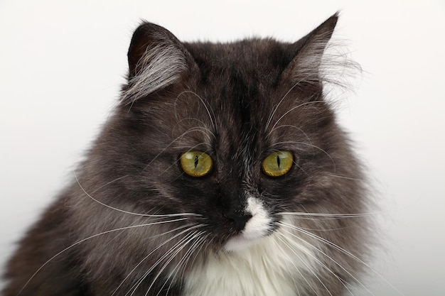 Nahaufnahme einer Katze