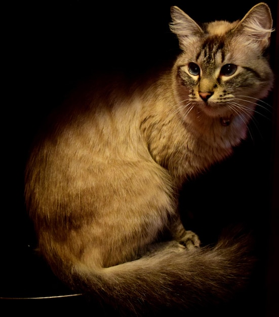 Nahaufnahme einer Katze
