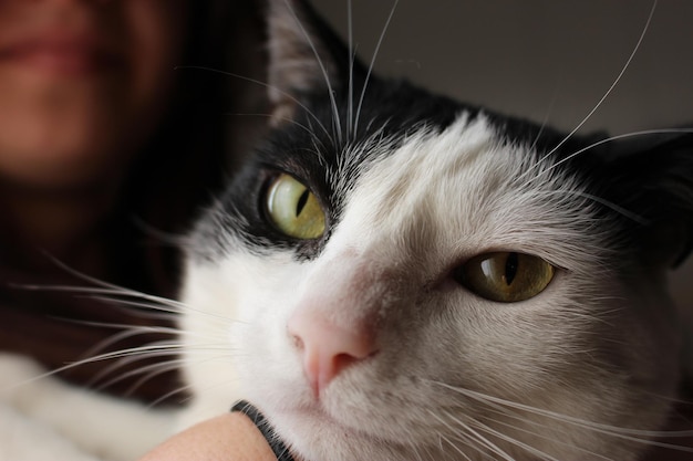 Nahaufnahme einer Katze