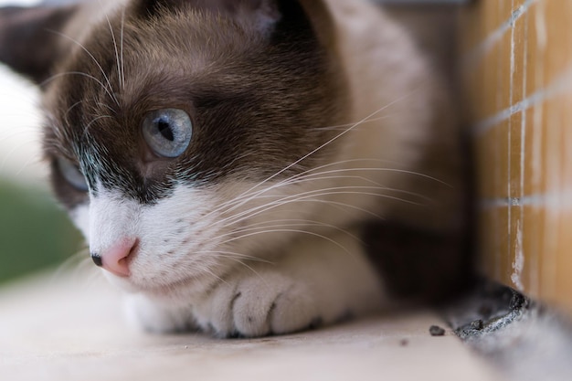 Nahaufnahme einer Katze