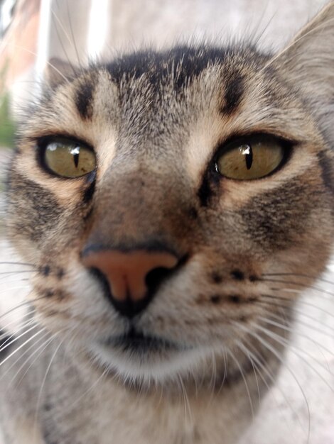 Foto nahaufnahme einer katze