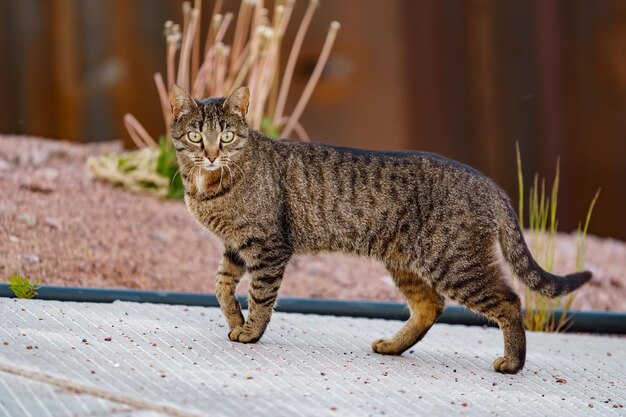 Foto nahaufnahme einer katze