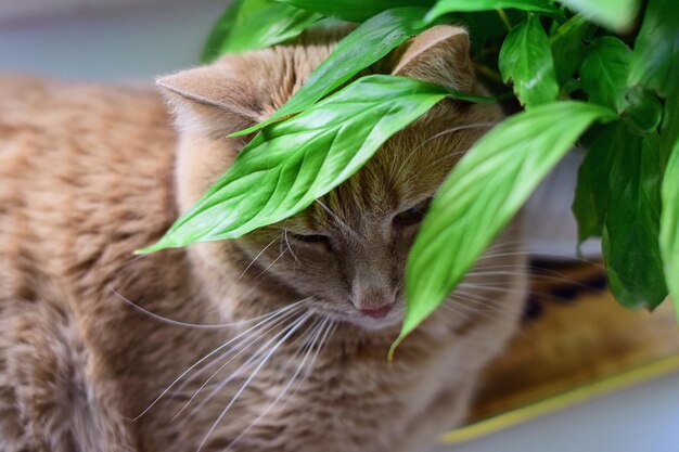 Foto nahaufnahme einer katze