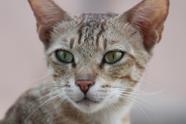 Foto nahaufnahme einer katze