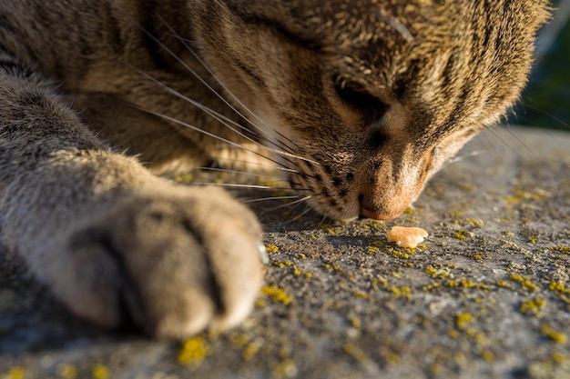 Foto nahaufnahme einer katze