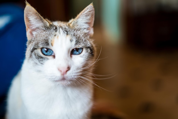 Foto nahaufnahme einer katze