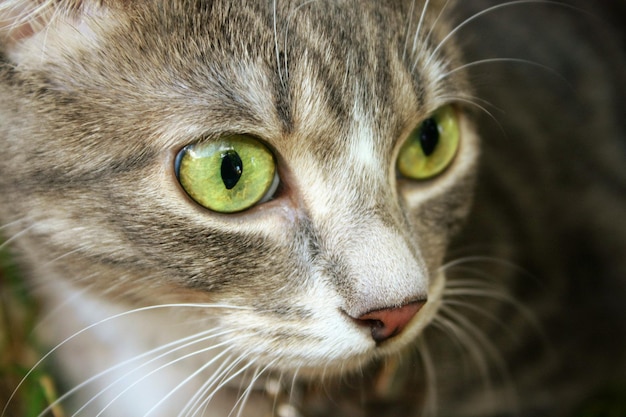Nahaufnahme einer Katze