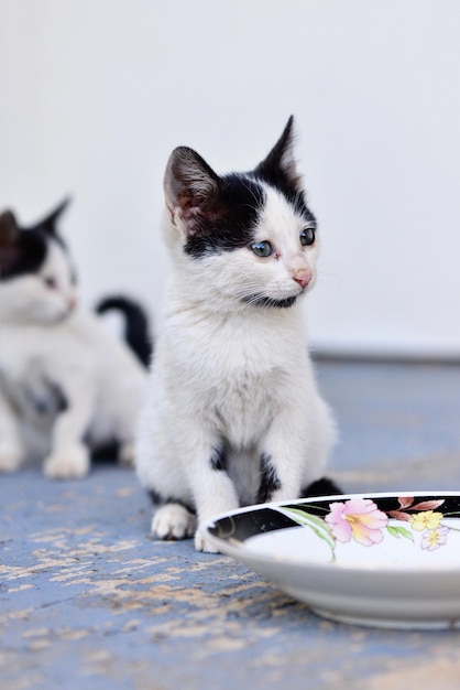 Nahaufnahme einer Katze