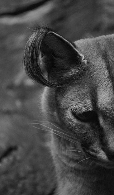 Foto nahaufnahme einer katze