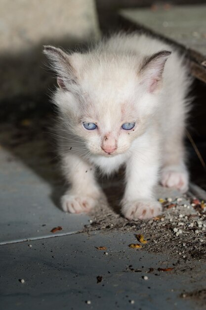 Foto nahaufnahme einer katze