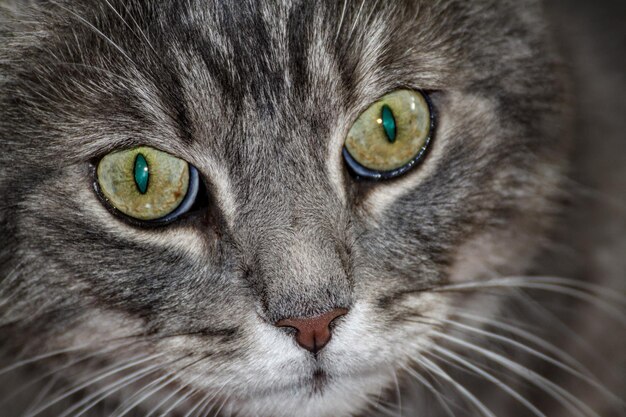 Nahaufnahme einer Katze