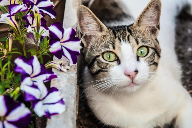 Foto nahaufnahme einer katze