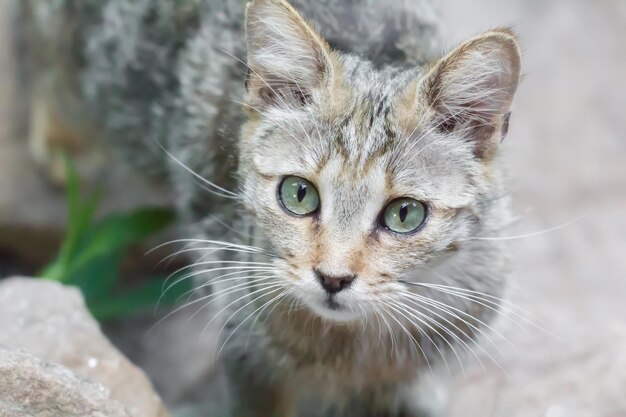 Foto nahaufnahme einer katze