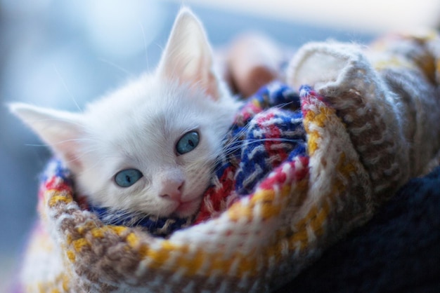 Nahaufnahme einer Katze