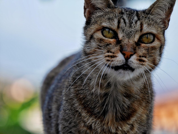 Foto nahaufnahme einer katze